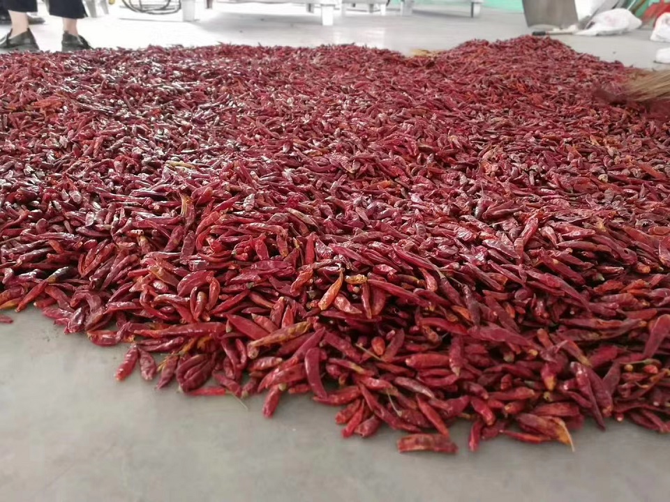 Customer order one set DCCZ9-16 for processing chili.